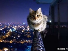 【球盟会】你有想過嗎？《貓咪夜間活動範圍》實測結果好驚人！