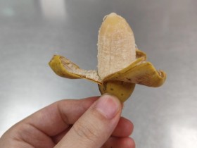 【球盟会】香蕉为什么大多是弯的,越弯真的越甜吗?
