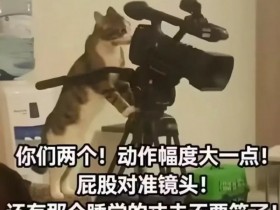 【球盟会】国外也在南北绿豆?老外眼中的“哈基米”到底长啥样?