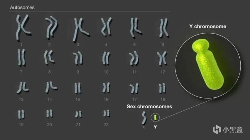 人类Y染色体首次破译成功，将有助于男性健康！