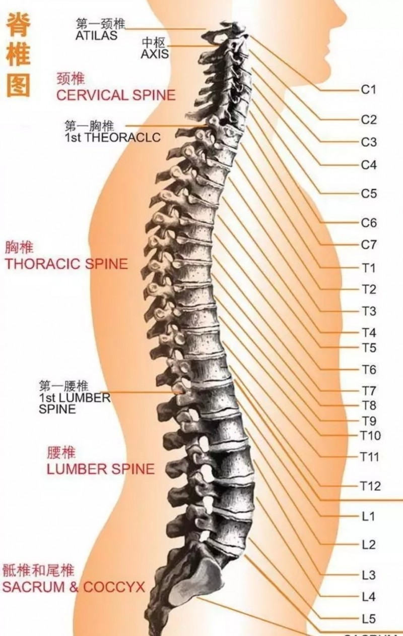 突然发现直不起来了