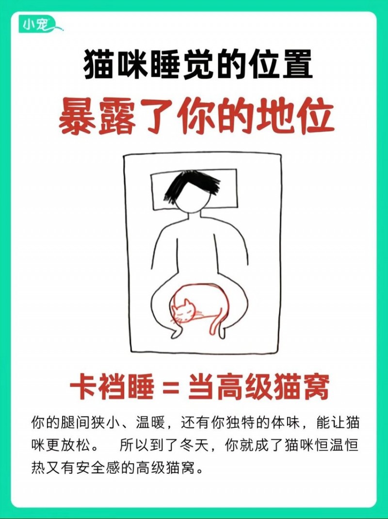 家里有喵的都知道，猫猫睡觉的位置会暴露主人的地位