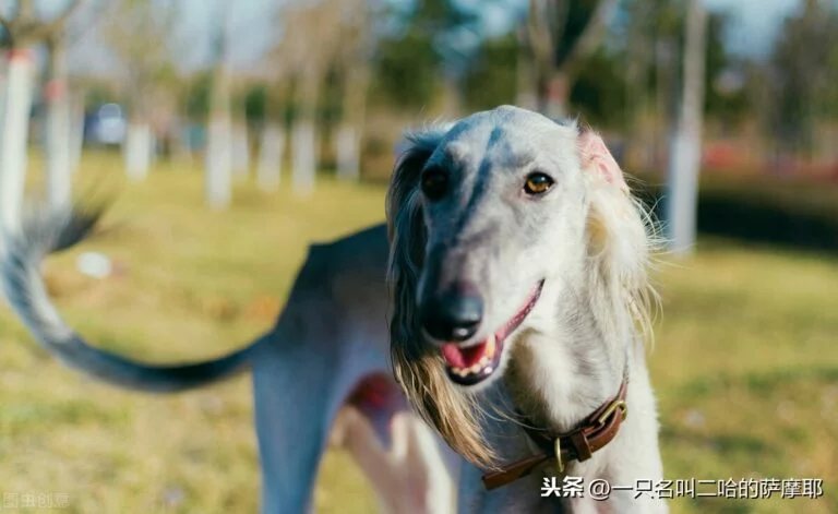 20种优秀的中国本土犬