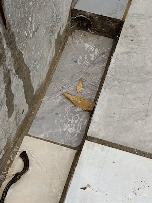 【球盟会】不是,大过年!你把这么好寓意的金蟾赶出了家门?!!