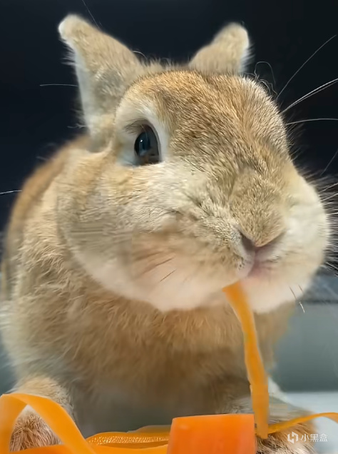 【球盟会】就是因为他，全世界的兔子都被迫吃上了胡罗卜！