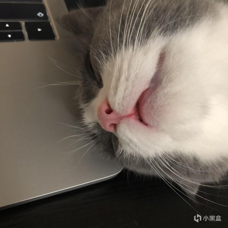 【球盟会】一年多了，我的猫还是不明白：为什么这个两脚兽天天对着屏幕傻笑