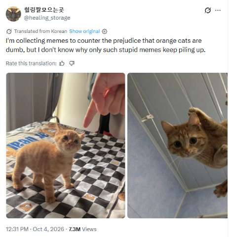【球盟会】为了证明橘猫不笨，网友发起表情包挑战，结果越看越坐实了……