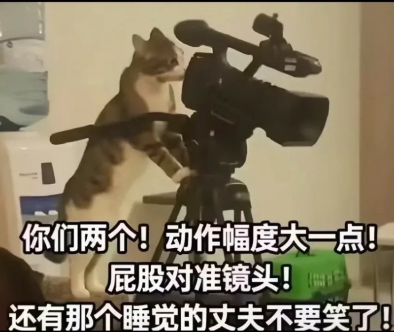 【球盟会】国外也在南北绿豆？老外眼中的“哈基米”到底长啥样？